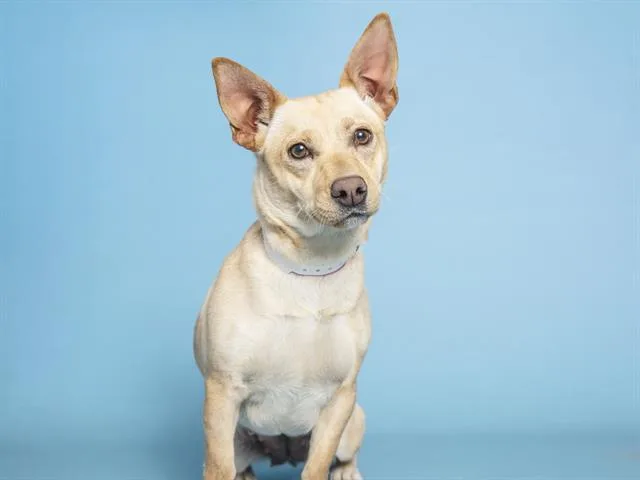 An adult small-sized female Chihuahua dog named Piggy for adoption in Phoenix, AZ