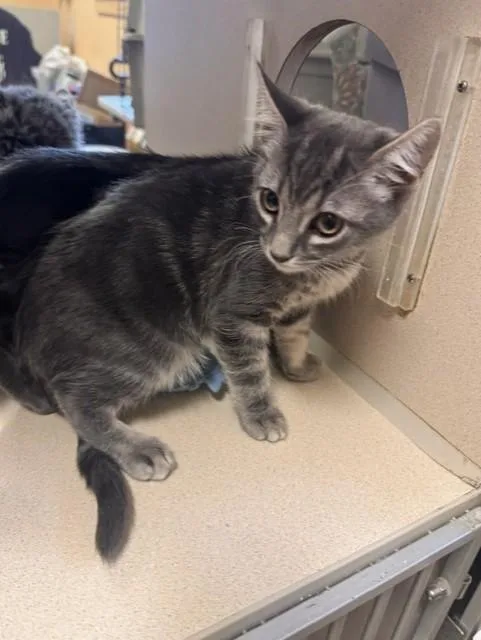 A baby small-sized female Domestic Short Hair cat named Daisy for adoption in South Lake Tahoe, CA