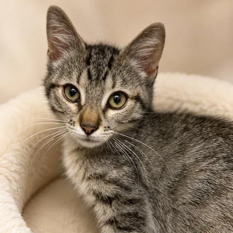 A baby medium-sized female Tabby (Gray / Blue / Silver) Domestic Short Hair cat named Pam for adoption in Cranston, RI