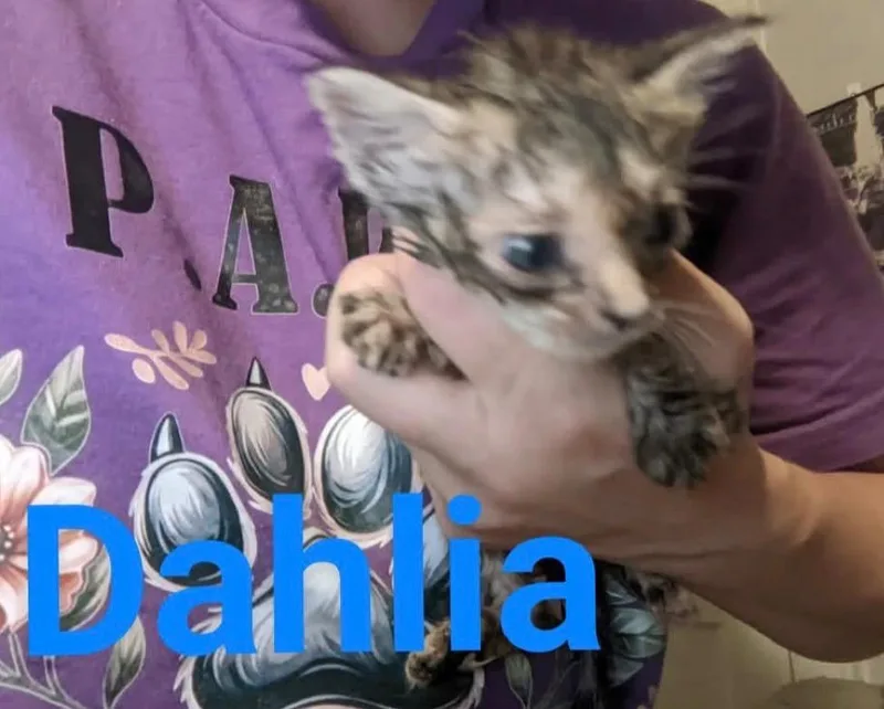 Dahlia