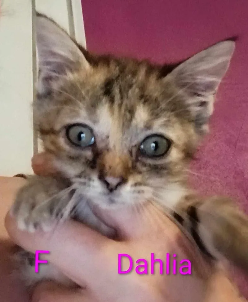Dahlia thumbnail 2