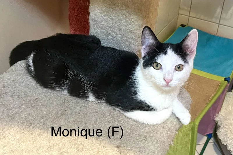 A young small-sized female Black & White / Tuxedo Domestic Short Hair cat named Monique for adoption in Los Angeles, CA