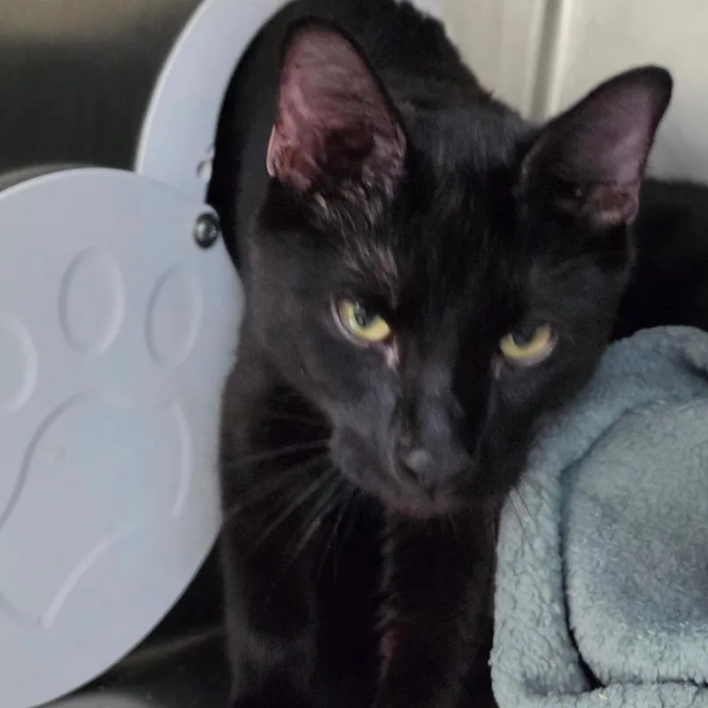 A young small-sized male Black Domestic Short Hair cat named Bo' Berry for adoption in Newark, NJ