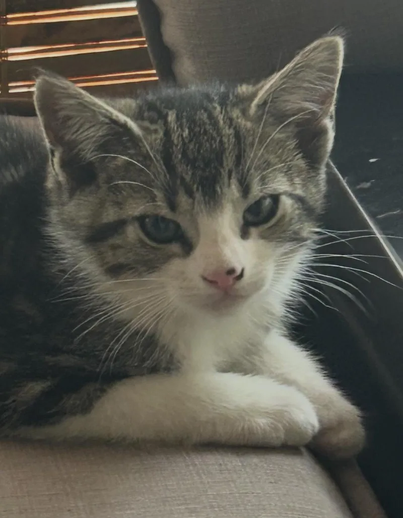 A baby medium-sized female White Domestic Short Hair cat named Grayson for adoption in Colonia, NJ
