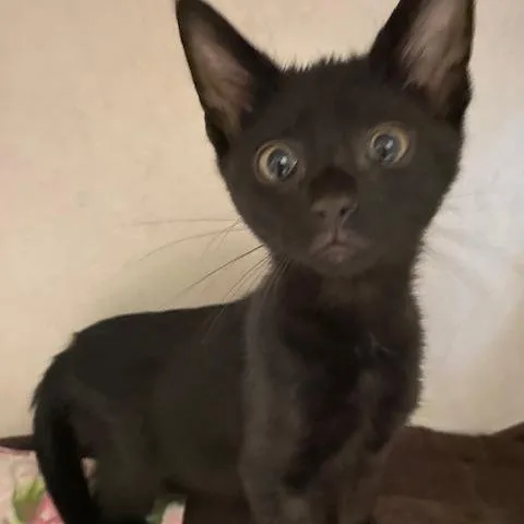 A baby small-sized male Black Domestic Short Hair cat named Espresso for adoption in Dayton, OH