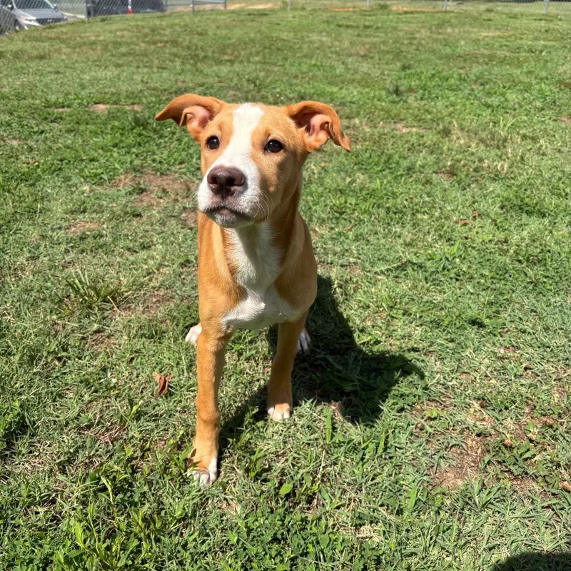 A baby medium-sized female Yellow / Tan / Blond / Fawn Chihuahua dog named Dusk for adoption in Roxboro, NC