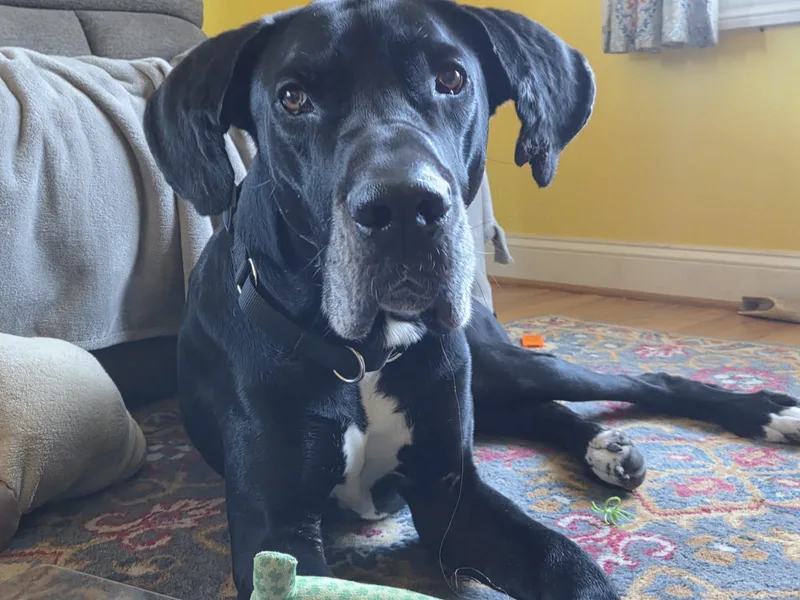 An adult extra large-sized male Great Dane dog named Jude for adoption in Pine Beach, NJ
