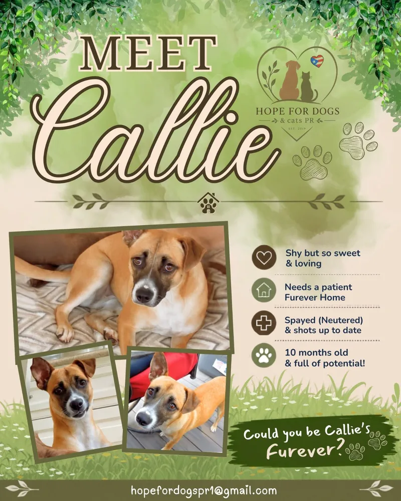 A young small-sized female Chihuahua dog named Callie for adoption in Pleasant Valley, NY