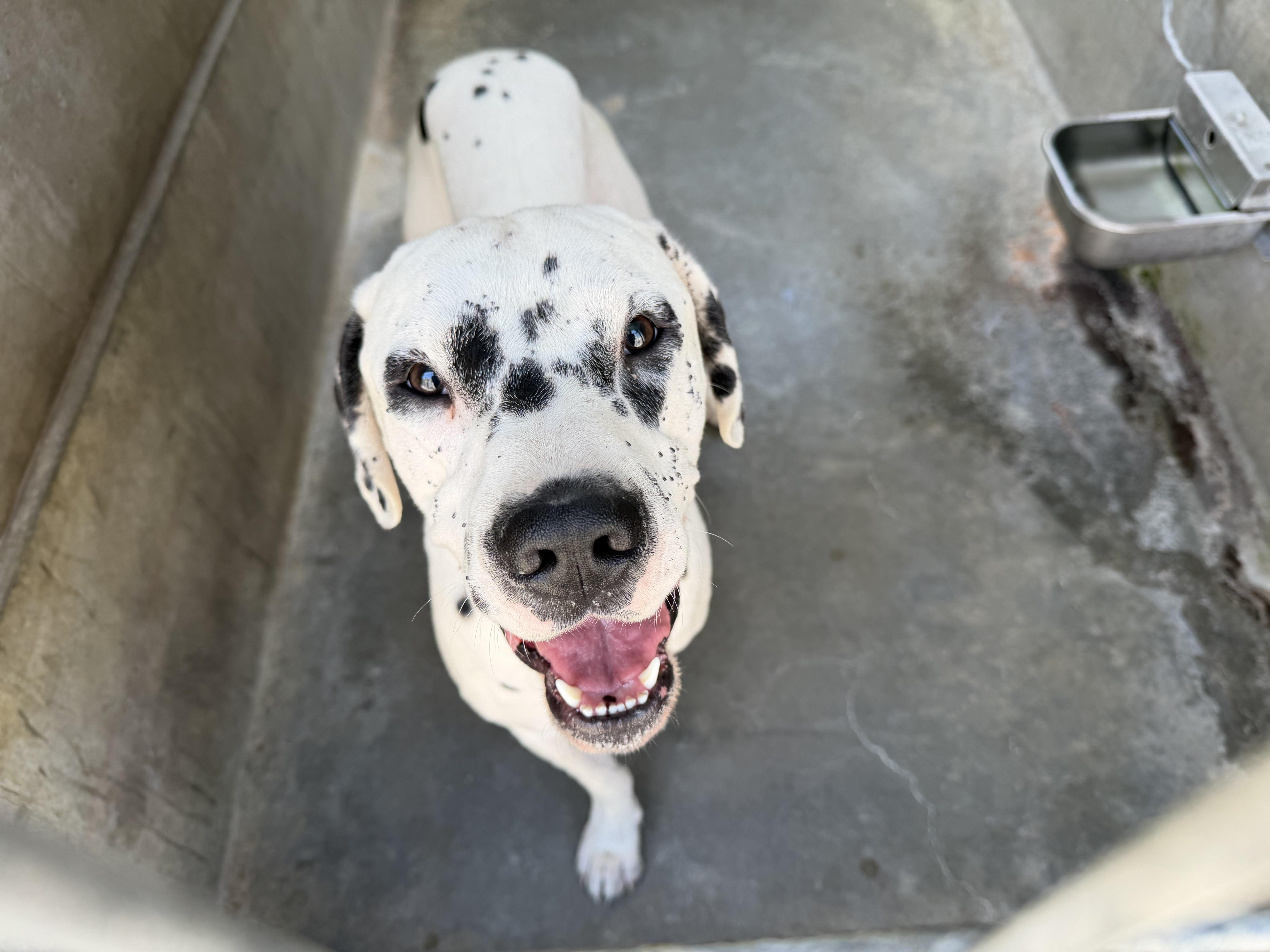 A young large-sized male Dalmatian dog named Bob for adoption in San Pedro, CA