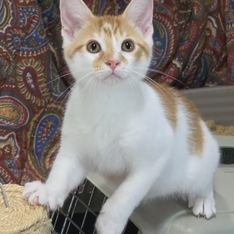 A young medium-sized male Tabby (Orange / Red) Domestic Short Hair cat named Cheetos for adoption in Harrison, MI