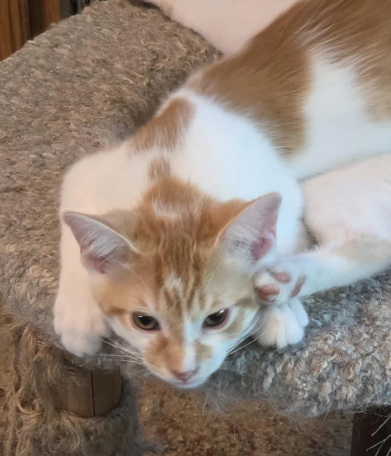 Cheetos thumbnail 2