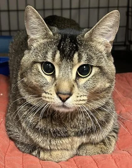 An adult small-sized male Domestic Short Hair cat named Ruben for adoption in Phoenix, AZ