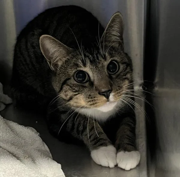 A young medium-sized male Domestic Short Hair cat named Ambrose for adoption in Ridgewood, NY