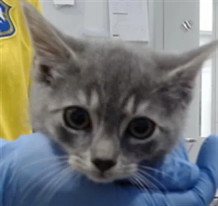 A baby small-sized male Domestic Short Hair cat named Woody for adoption in San Francisco, CA