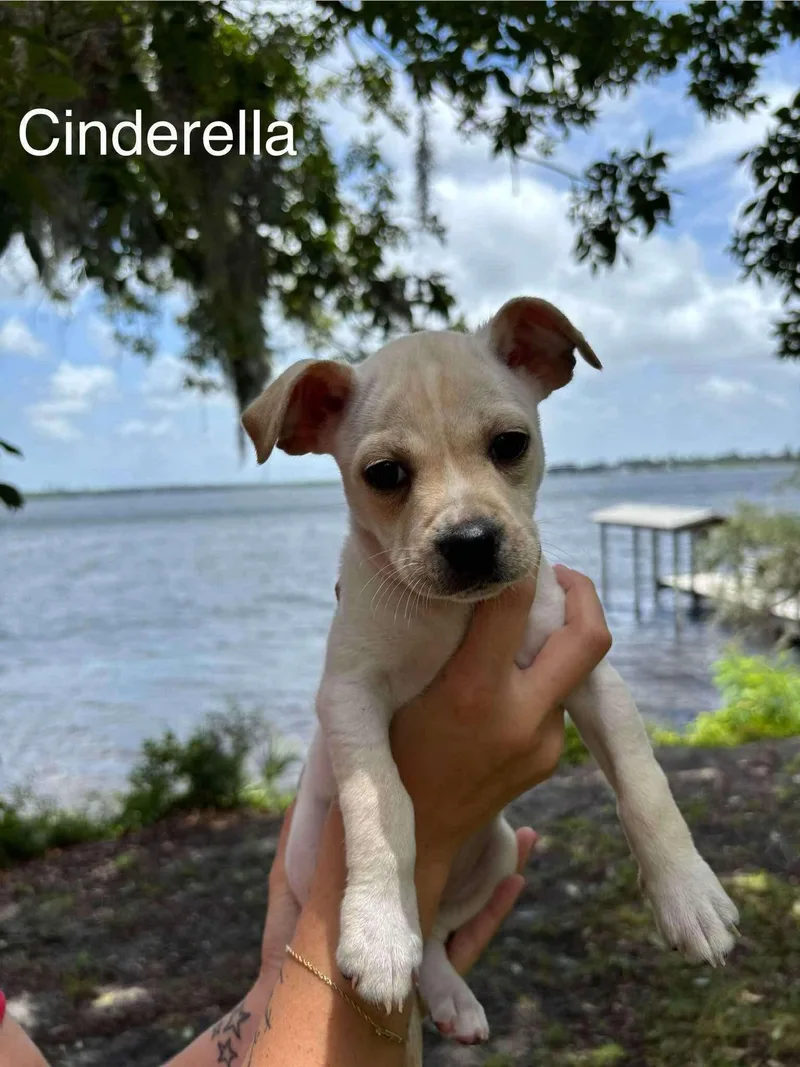 A baby small-sized female Jack Russell Terrier dog named Cinderella for adoption in Panama City, FL
