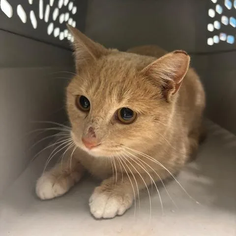 A young medium-sized female Buff / Tan / Fawn Domestic Short Hair cat named Carroll for adoption in Mooresville, NC