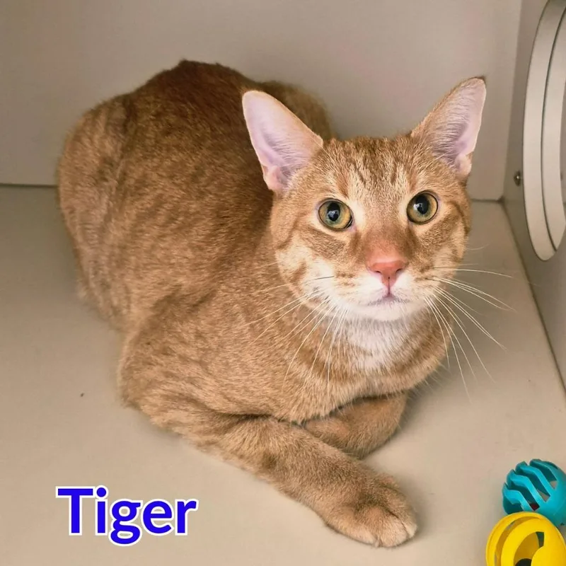 Tiger