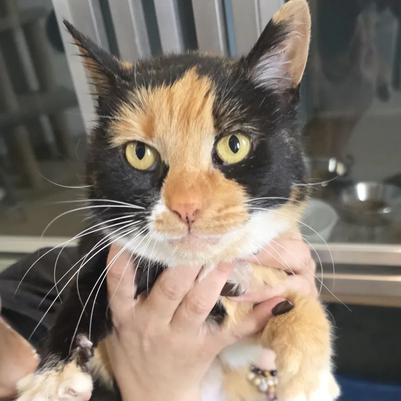 An adult medium-sized female Calico Domestic Short Hair cat named Ruby for adoption in Renfrew, PA