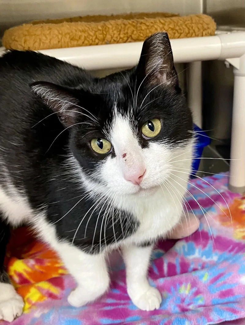 An adult medium-sized male Black & White / Tuxedo Domestic Short Hair cat named Cornholio for adoption in Fargo, ND