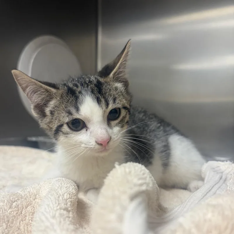 A baby small-sized male White Domestic Short Hair cat named Hermis for adoption in Milton, FL