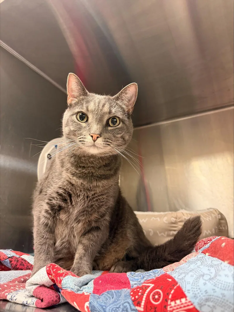 An adult medium-sized male Gray / Blue / Silver Domestic Medium Hair cat named Apollo for adoption in Herndon, VA