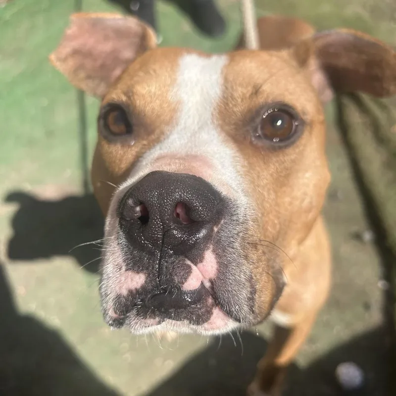 Leonardo Dicaprio thumbnail 2