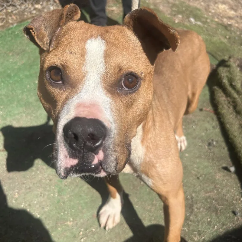 Leonardo Dicaprio thumbnail 4