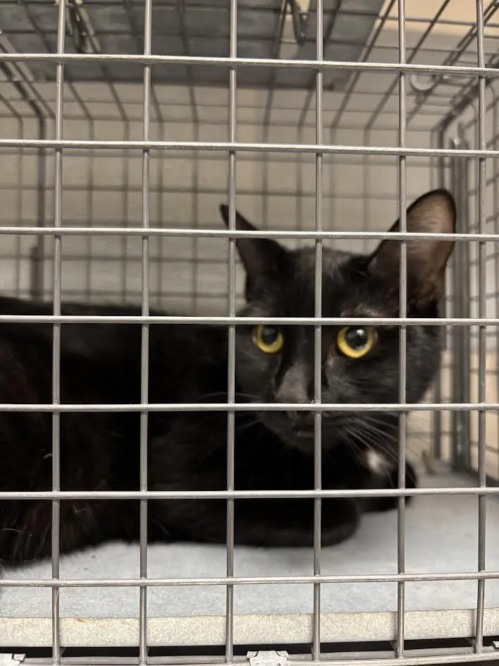 A young small-sized female Domestic Short Hair cat named Tally for adoption in Las Vegas, NV