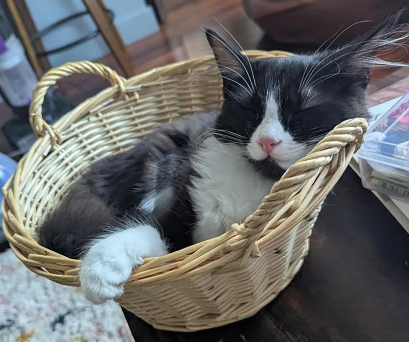 A baby small-sized female Domestic Short Hair cat named Pearline for adoption in Bowie, MD