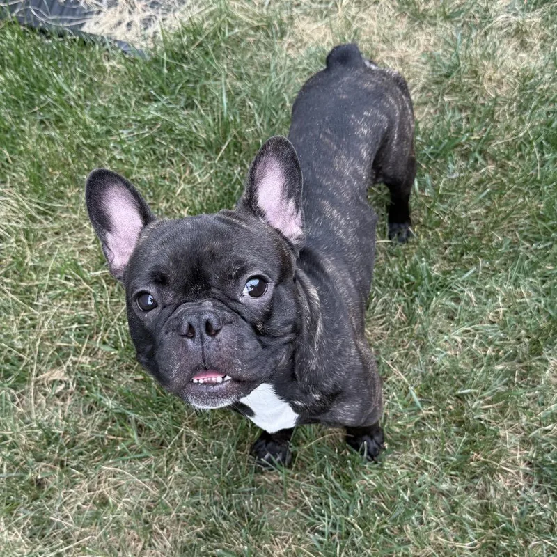 Frank