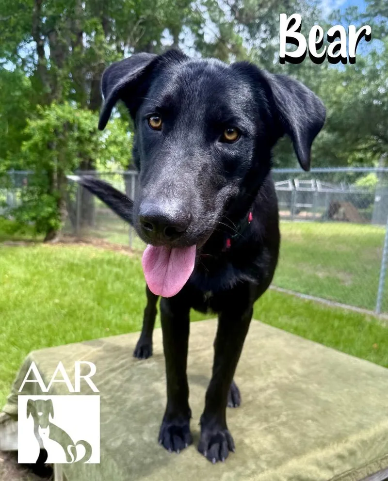 A young large-sized male Labrador Retriever dog named Bear for adoption in Magnolia, TX