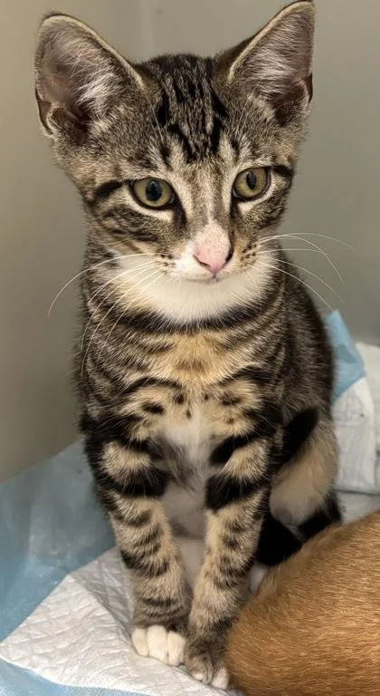 A baby small-sized male Domestic Short Hair cat named 1043-26 for adoption in Cumming, GA