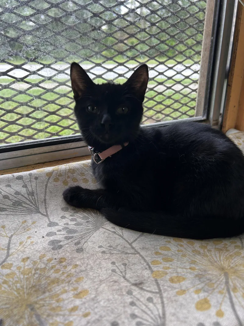 A baby small-sized female Domestic Short Hair cat named Kylie for adoption in Locust Grove, GA