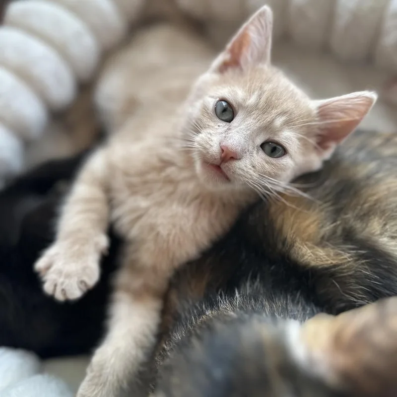 A baby small-sized male Buff / Tan / Fawn Domestic Short Hair cat named Trix for adoption in Forest Park, IL