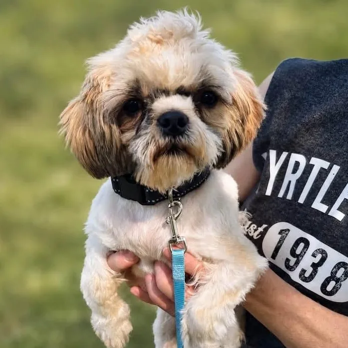 A baby small-sized male Shih Tzu dog named Hawkins for adoption in Schnecksville, PA