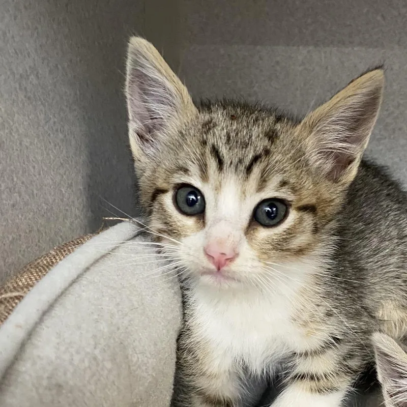 A baby small-sized male Brown / Chocolate Domestic Short Hair cat named Walter for adoption in Grantsville, UT