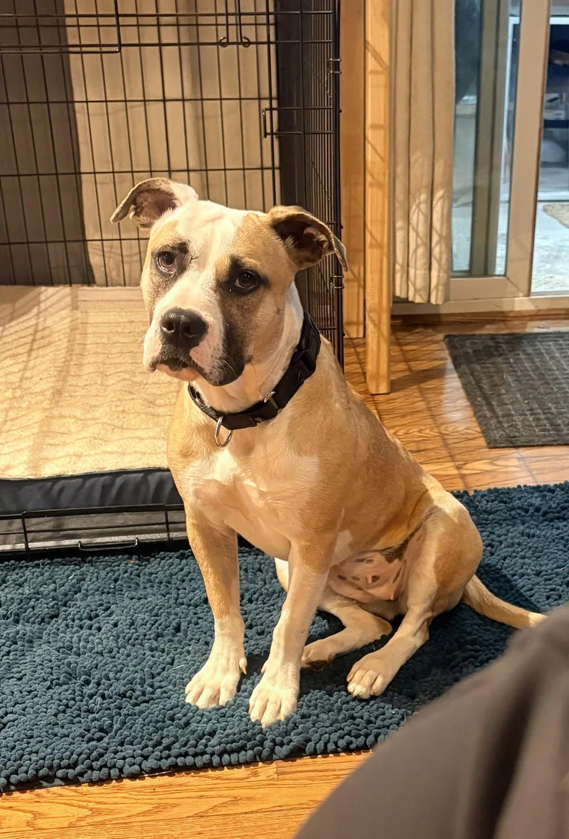 An adult medium-sized female American Staffordshire Terrier dog named Roxy for adoption in Spring City, PA