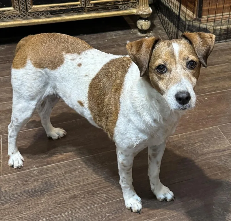 A senior small-sized female Tricolor (Brown, Black, & White) Jack Russell Terrier dog named Liza Jean for adoption in Horn Lake, MS
