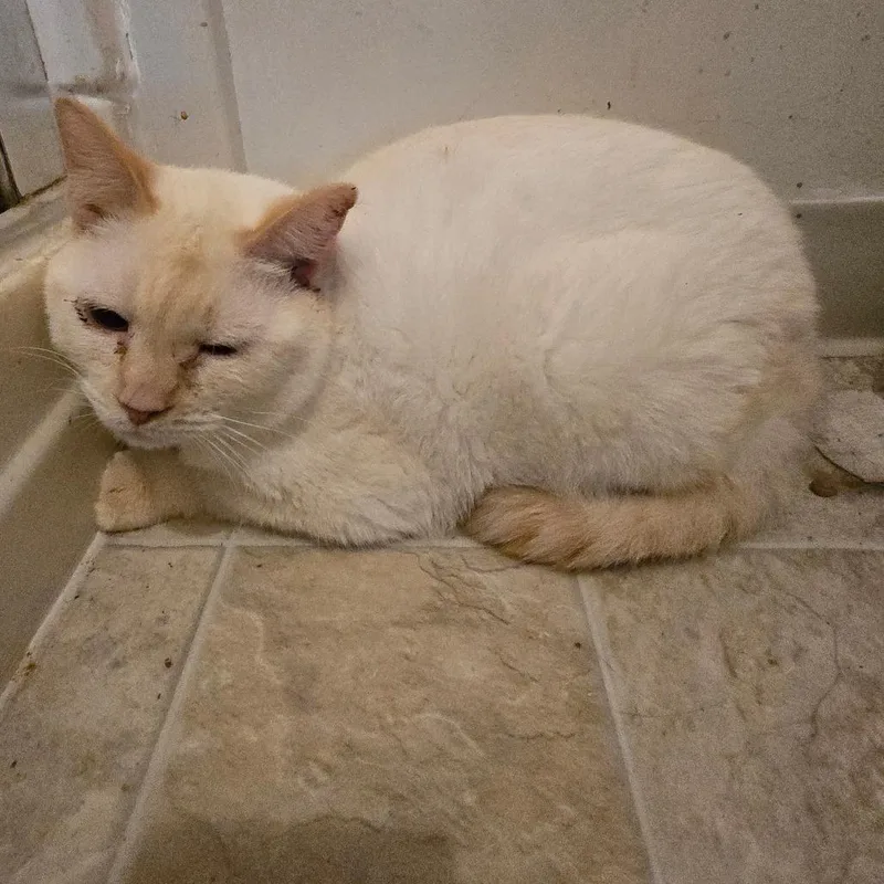 An adult medium-sized male White Siamese cat named Geon for adoption in Klamath Falls, OR