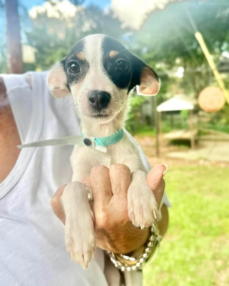 A baby medium-sized female Mixed Breed dog named Carrie Underwood for adoption in Groveland, MA