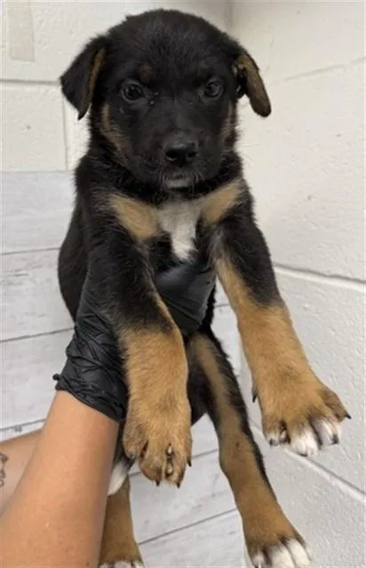 A baby small-sized female German Shepherd Dog dog named Indie for adoption in San Bernardino, CA