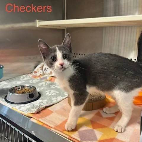 Checkers