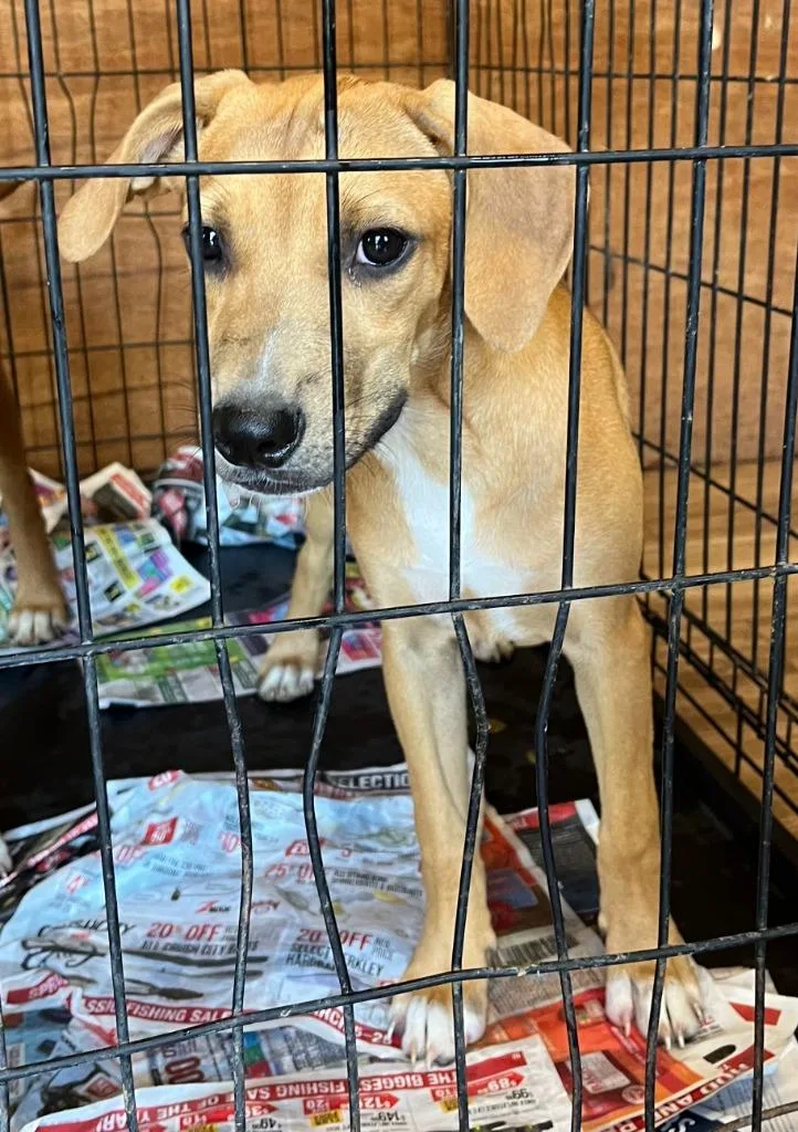 A baby medium-sized female Mixed Breed dog named Rachel for adoption in Lawrenceburg, TN