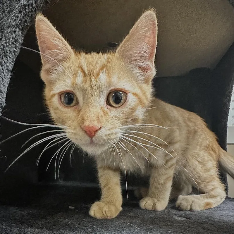 A baby small-sized male Orange / Red Domestic Short Hair cat named O.c. for adoption in Las Vegas, NV