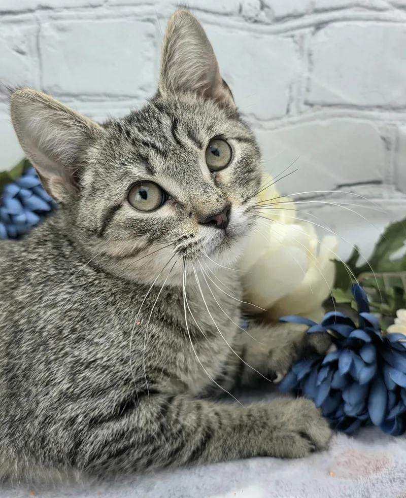 A baby small-sized male Tabby (Gray / Blue / Silver) Domestic Short Hair cat named Parsley  The Professional for adoption in Ocean Springs, MS