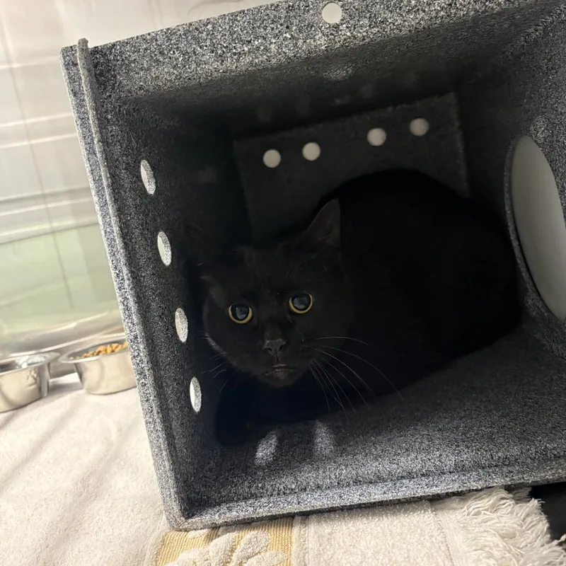 An adult large-sized female Black Domestic Short Hair cat named Fireball for adoption in Morganton, NC