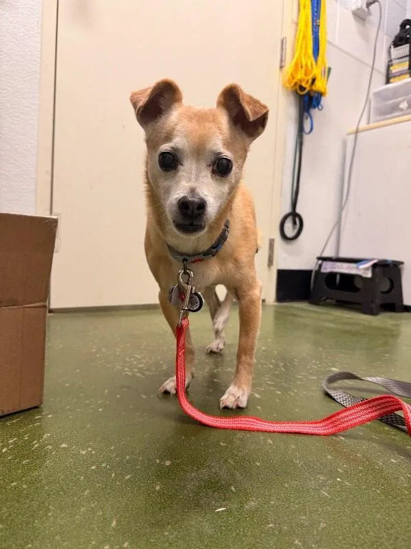 An adult small-sized male Yellow / Tan / Blond / Fawn Chihuahua dog named Churro for adoption in Fruit Heights, UT