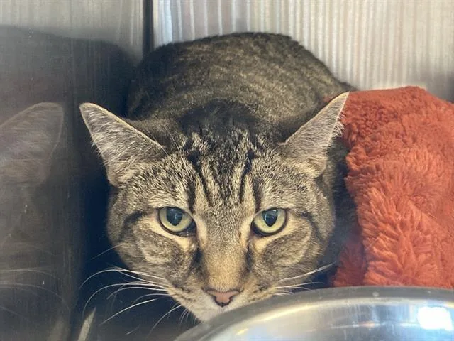 An adult medium-sized female Domestic Short Hair cat named Greta for adoption in Tustin, CA