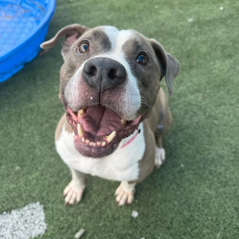An adult medium-sized female Brindle Mixed Breed dog named Betty aka "JOURNEE" for adoption in Memphis, TN