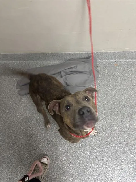 A young large-sized female Pit Bull Terrier dog named Angie for adoption in Pasadena, TX